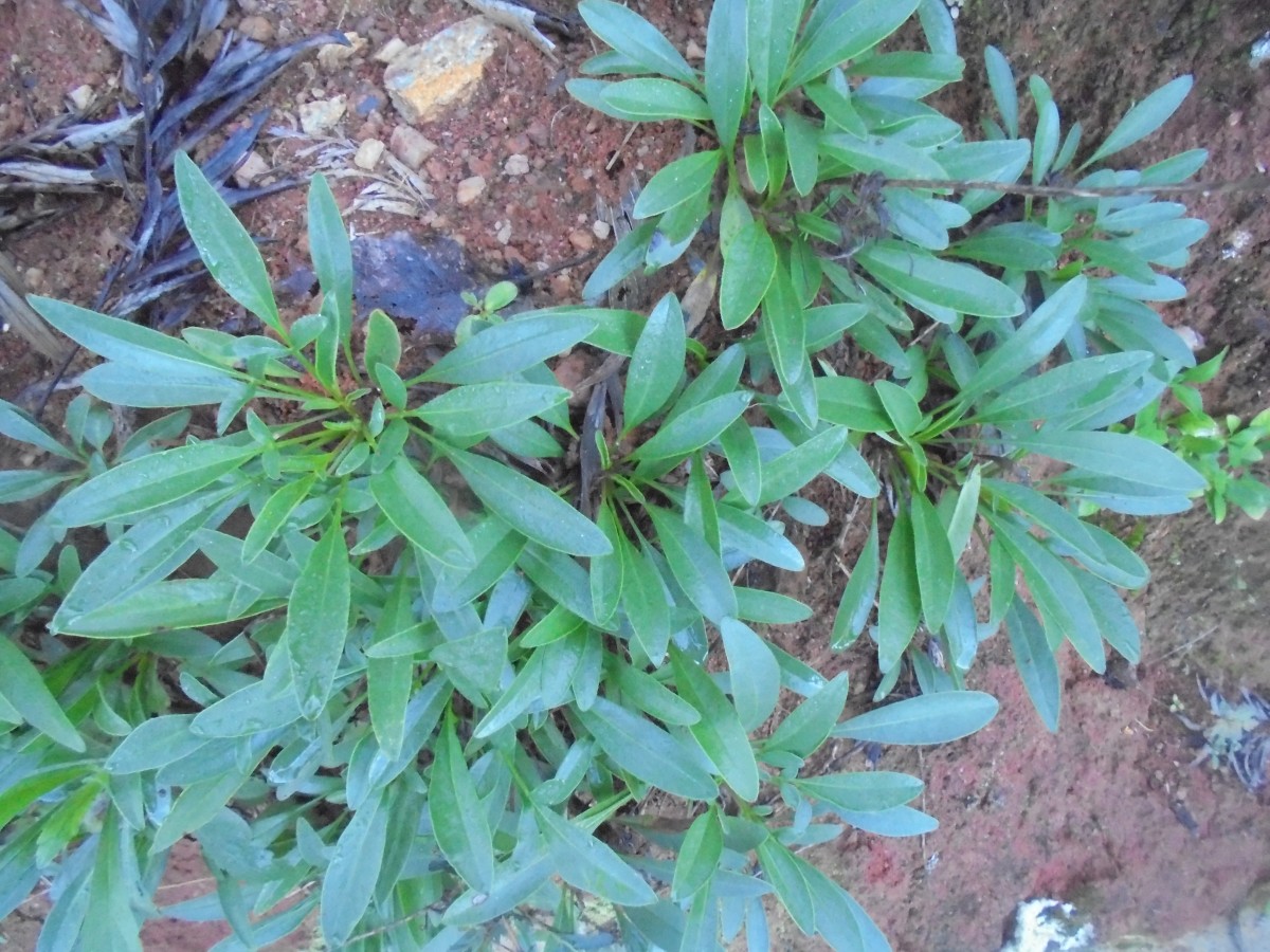 Coreopsis lanceolata L.